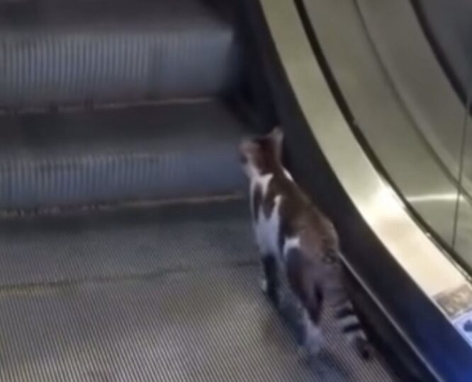 Kedinin İSG’de yürüyen merdivenle imtihanı