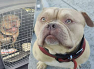 Uçağa alınmayan köpeğini havalimanında terk etti