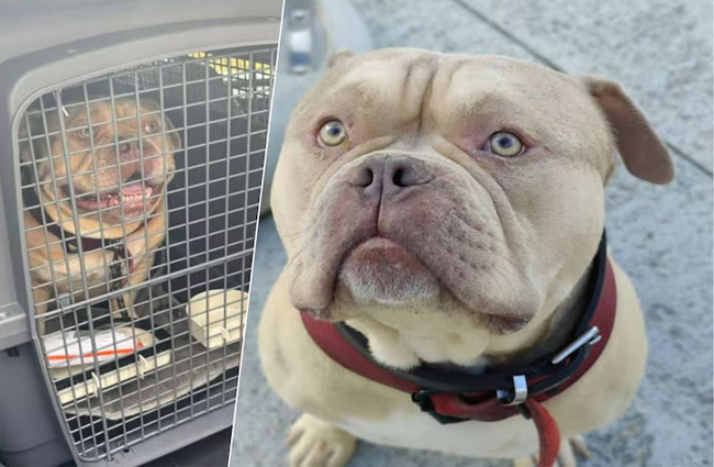 Uçağa alınmayan köpeğini havalimanında terk etti