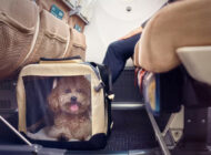 Uçakta evcil hayvanlar bagaja tabi tutulacak