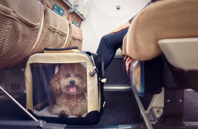 Uçakta evcil hayvanlar bagaja tabi tutulacak