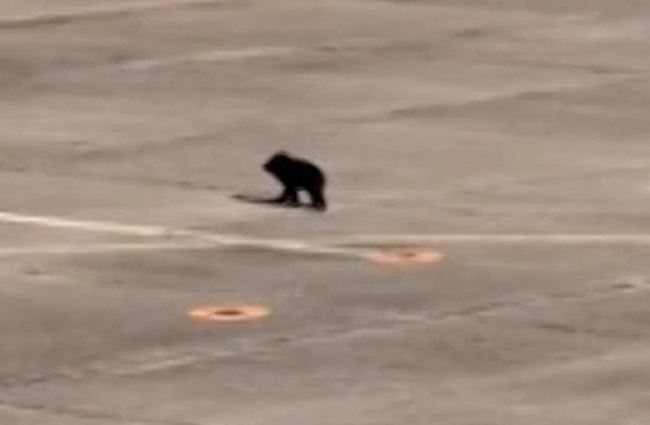 Japonya’da piste ayı girdi uçuşlar durdu