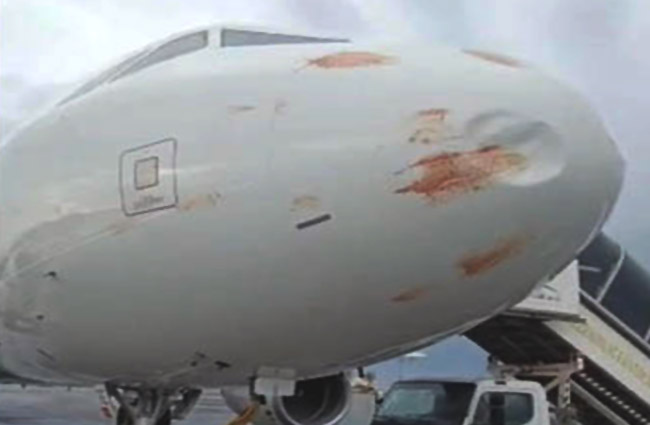 A320 Mitiga Havalimanı’nda kuş sürüsüne girdi