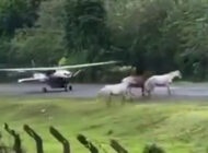 Kolombiya’da atlar piste girdi