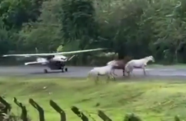 Kolombiya’da atlar piste girdi