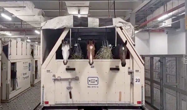 Bir çok safkan yarış atı Katar’dan tahliye ediliyor