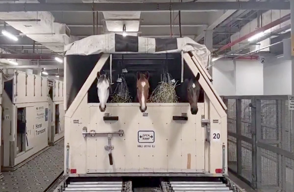 Bir çok safkan yarış atı Katar’dan tahliye ediliyor