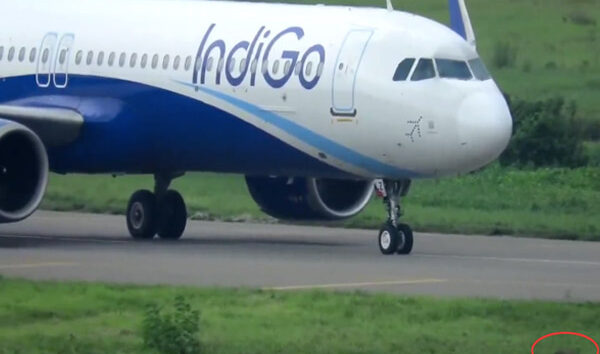 IndiGo uçağını takside tilki durdurdu