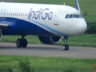 IndiGo uçağını takside tilki durdurdu