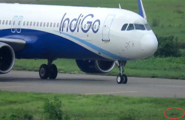 IndiGo uçağını takside tilki durdurdu