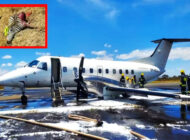 Tanzanya’da EMB-120 kalkışta Zebra’ya çarptı