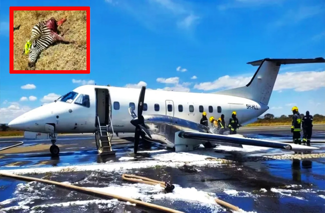 Tanzanya’da EMB-120 kalkışta Zebra’ya çarptı